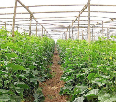 生態果蔬采摘園